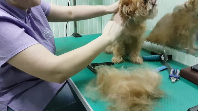 Woman groomer makes trimming Brussels Griffon gog