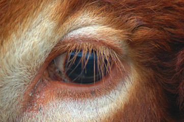 oeil de boeuf