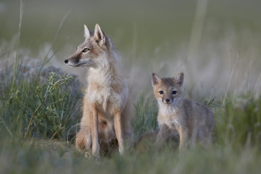 Swift Fox (Vulpes velox) vixen and kit, Pawnee National Grassland, Colorado