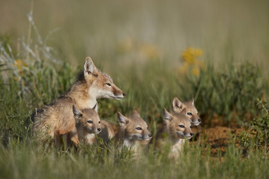Swift Fox (Vulpes velox) family of a vixen and four kits, Pawnee National Grassland, Colorado
