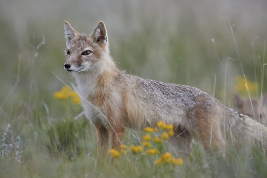 Swift Fox (Vulpes velox) vixen, Pawnee National Grassland, Colorado