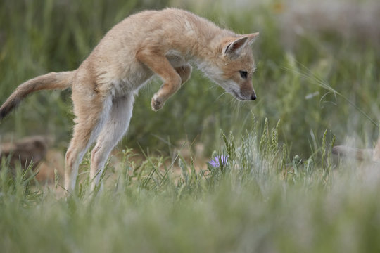 Swift Fox (Vulpes velox) kit pouncing, Pawnee National Grassland, Colorado