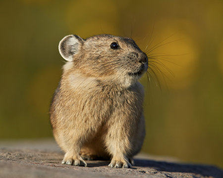 American Pika (Ochotona princeps), San Juan National Forest, Colorado