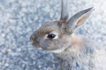 Cute rabbits in rabbit island