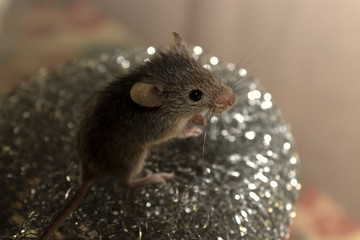 Mouse on a metal grid