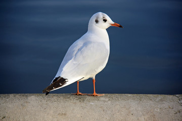 Mouette au bord d'un bassin