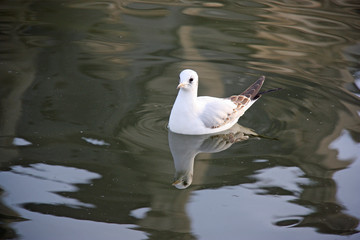 Mouette et son reflet dans un bassin