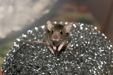 Mouse on a metal grid