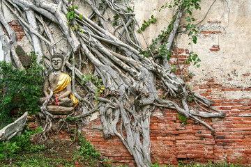 The old buddha statue with the tree roots in the temple at Ayutthaya, Thailand