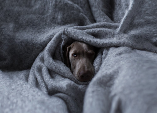 Portrait of Weimaraner dog relaxing in blanket