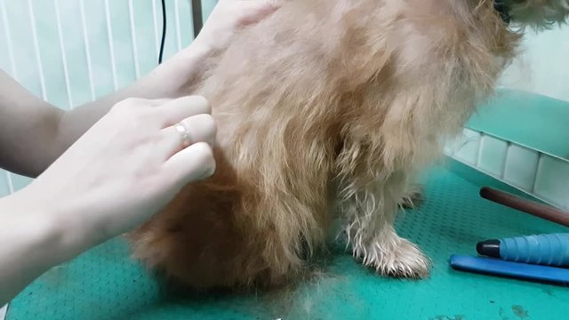 Woman groomer makes trimming Brussels Griffon gog
