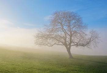 Baum im Nebel