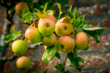 Blenheim Orange © cornfield