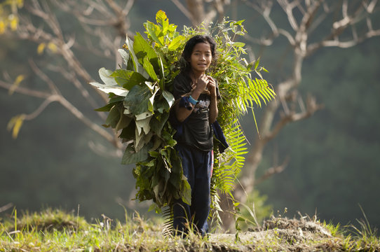 A girl collects fodder to feed the animals, Manaslu Region, Nepal