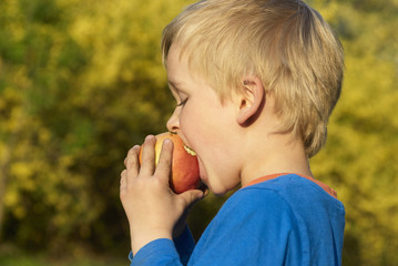 Child little blond boy eating red apple outdoor in the garden. Kids, lifestyle concept. Child eating healthy food


