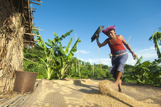 A woman throws rice up into the air with her feet while fanning air through it to clear away the lighter chaff, Chittagong Hill Tracts, Bangladesh