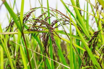 Riceberry in my rice field