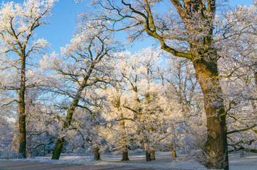 Winterliche Landschaft, schneebedeckte Bäume im Park bei blauem Himmel und Sonnenschein