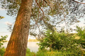Obraz premium forest on the shore of lake