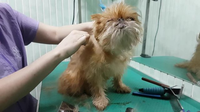 Woman groomer makes trimming Brussels Griffon gog
