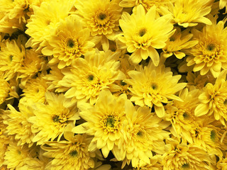 Bouquet yellow gerbera afternoon sun