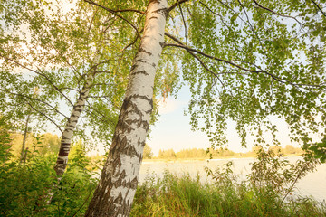 Fototapeta premium forest on the shore of lake