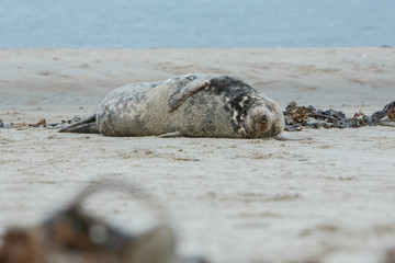 Fototapeta premium very cute seal on the beach on düne island near helgoland, wild ocean, marine wildlife, germany, helgoland and düne, a lot of seals, new life comes