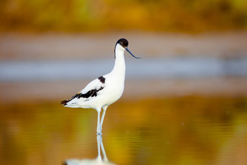Pied Avocet, Recurvirostra avosetta