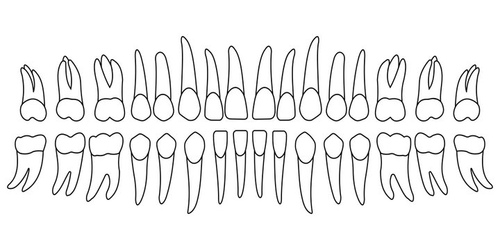 set of human teeth