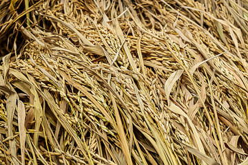 Rice in my rice field