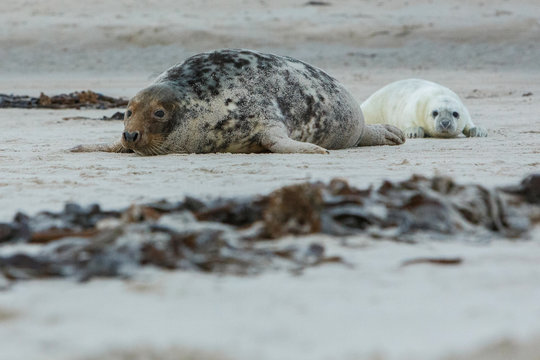 very cute seal on the beach on düne island near helgoland, wild ocean, marine wildlife, germany, helgoland and düne, a lot of seals, new life comes