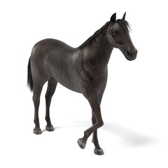 Fototapeta na wymiar realistic 3d render of black horse