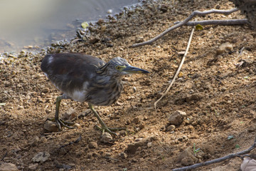 Indian Pond Heron