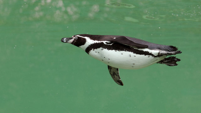 Manchot du Cap (Spheniscus demersus)