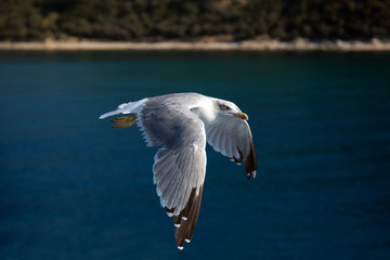 Seagull With Gray Mantle In Flight Blur Sea Background