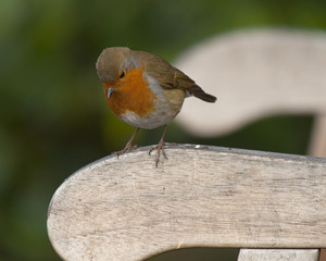 Robin