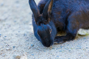 Cute rabbits in rabbit island