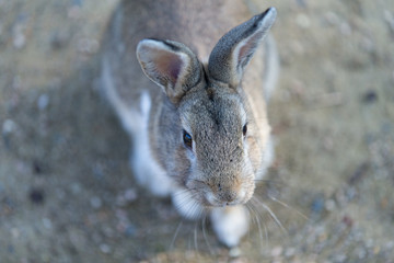 Cute rabbits in rabbit island