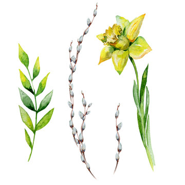 Watercolor Easter set with pussy-willow, herbs and daffodil. May be used for spring textile decoration print, invitation card decor or wrapping paper or napkin design. Hand drawn floral illustration