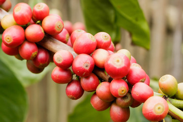 Coffee beans on branch of coffee tree