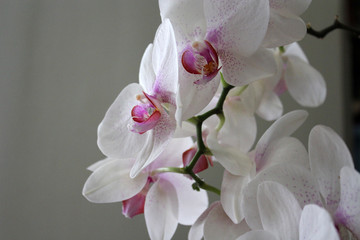 Seven day old orchid on white background. Closeup.