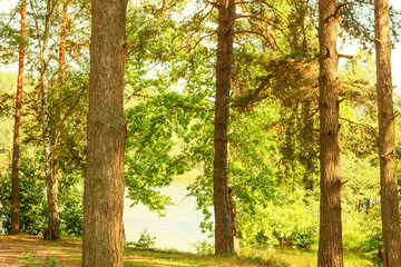  forest on the shore of lake