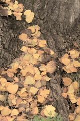 fallen leaves
