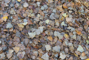 fallen leaves