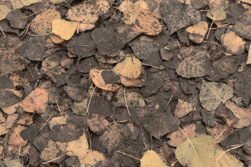 fallen leaves