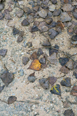 fallen leaves