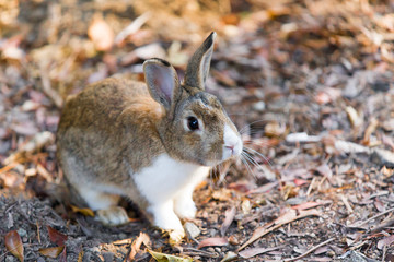 Naklejka na ściany i meble Cute rabbits in rabbit island