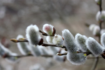 Willow seals after the rain with water drops