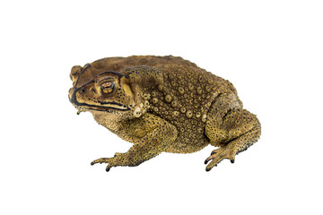 Toad isolated on white background