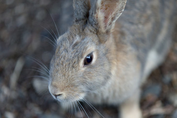Cute rabbits in rabbit island